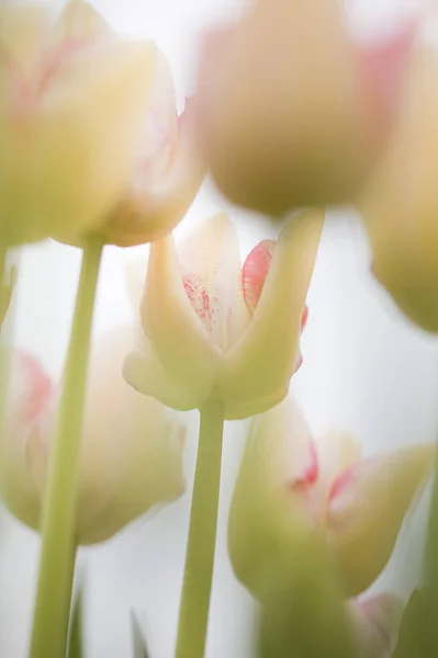 Vue Angle Bas Quelques Tulipes Sur Fond Flou — Photo