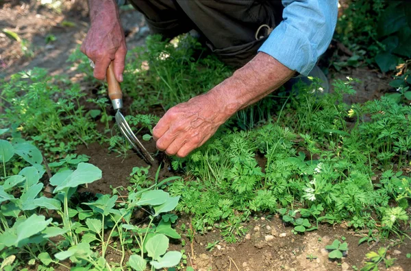 Bijgesneden Afbeelding Van Senior Man Met Tuinieren Vork — Stockfoto