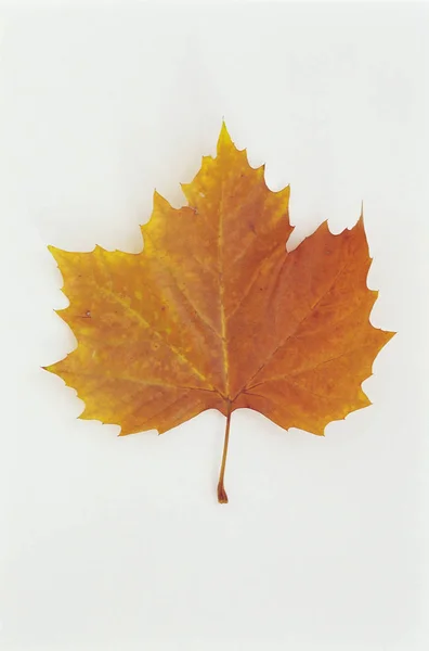 Daun Maple Kuning Pada Latar Belakang Putih — Stok Foto