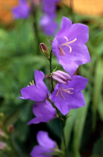 Hermosas campanulas púrpuras — Foto de Stock