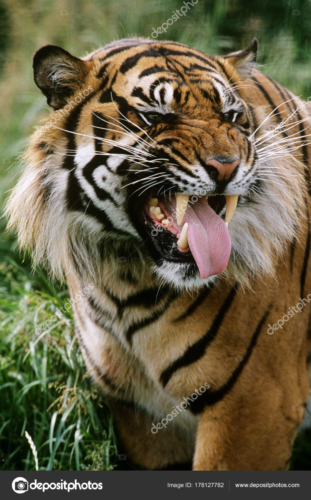 grinning tiger