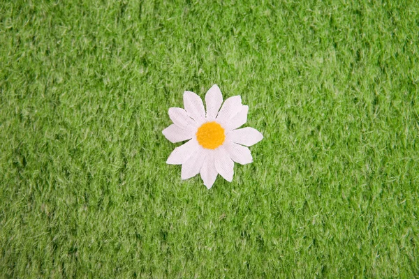 Top View Daisy Grassy Meadow — Stock Photo, Image