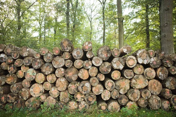 Груда Вырубленных Стволов Деревьев Зеленом Лесу — стоковое фото