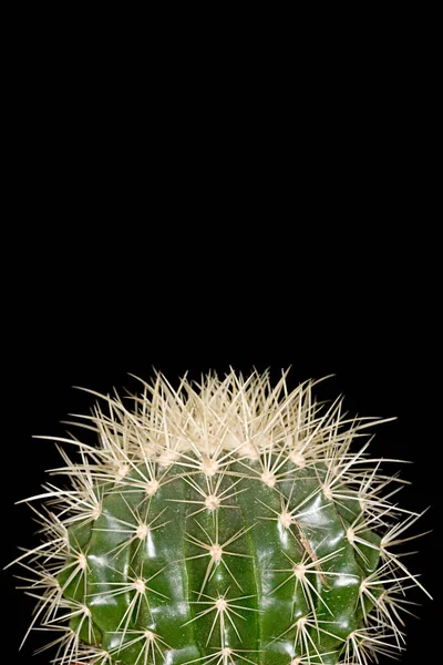 Närbild Kaktus Svart Bakgrund — Stockfoto