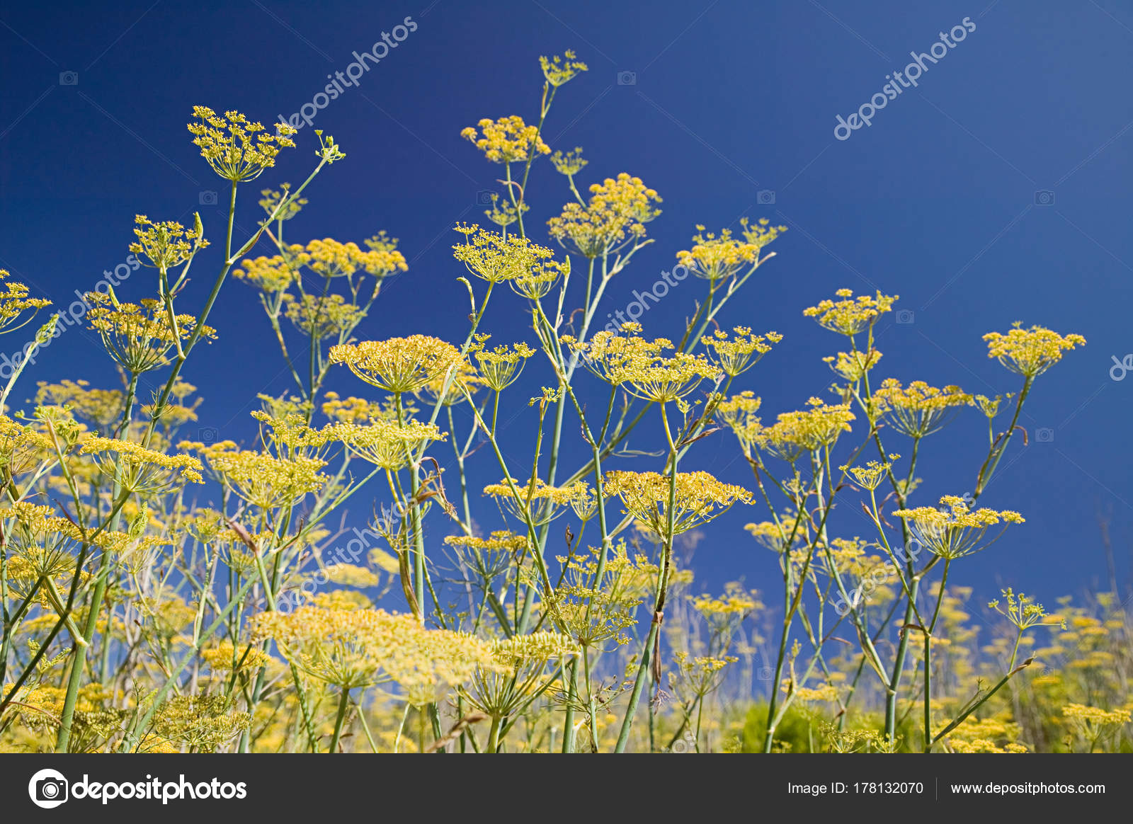 View Wild Fennel Flowers Blue Background Stock Photo C Imagesource 178132070