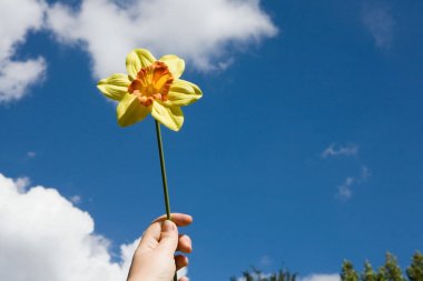 A cropped shot of person holding daffodil against blue cloudy sky clipart