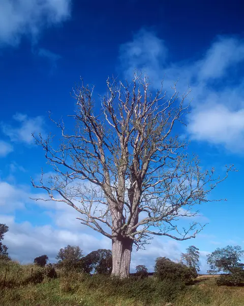 Ländliche Szene Von Baum Auf Der Wiese Mit Bewölktem Blauem — Stockfoto