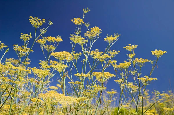 Widok Kwiatów Dzikiego Kopru Włoskiego Niebieskim Tle — Zdjęcie stockowe