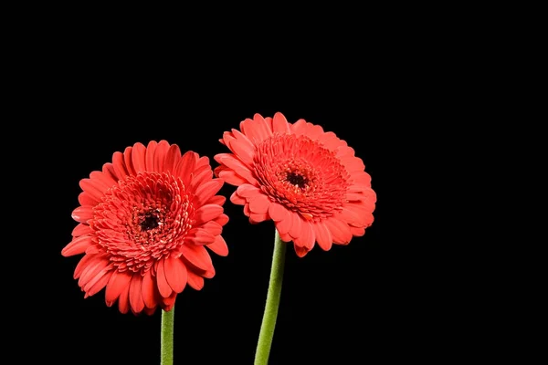View Two Gerbera Flowers Black Background — Stock Photo, Image