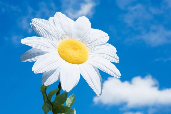 Close Daisy Sky Background — Stock Photo, Image