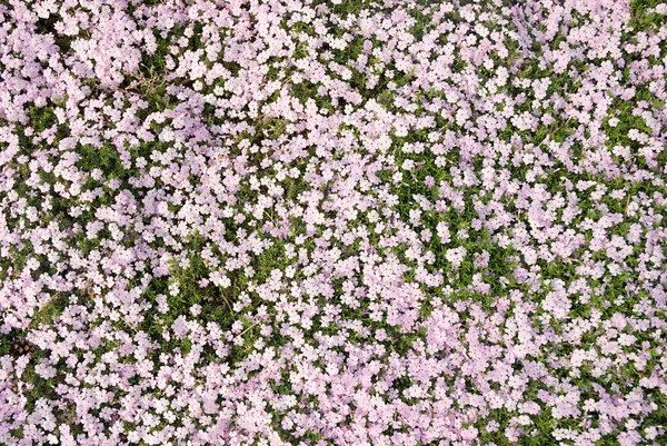 ピンクの花 フルフレームの立面図 — ストック写真