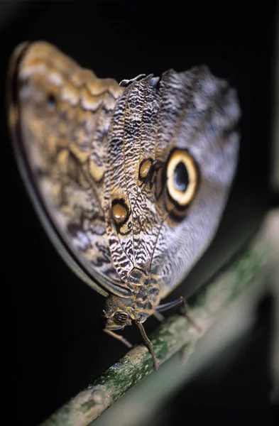 Bliska Motyla Zieloną Gałąź — Zdjęcie stockowe