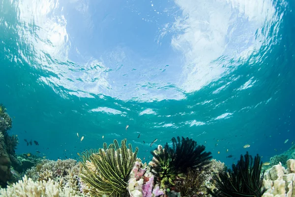Коралловый Риф Поверхность Воды Фоне Облачного Солнечного Неба — стоковое фото