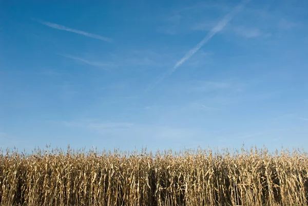 Fält Majs Med Blå Himmel Bakgrunden — Stockfoto