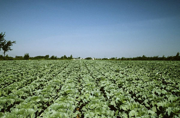View Field Cabbages Blue Sky — Stock Photo, Image