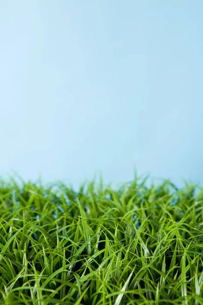 Vista Hierba Verde Sobre Fondo Azul — Foto de Stock