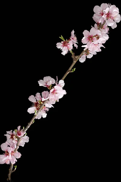 Cherry Blossom Branch Black Background — Stock Photo, Image