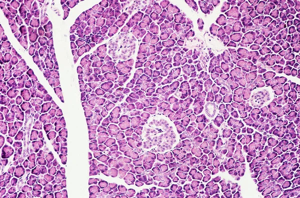 Pankreas Yüksek Büyütme Mikroskobik Görünümü Altında — Stok fotoğraf