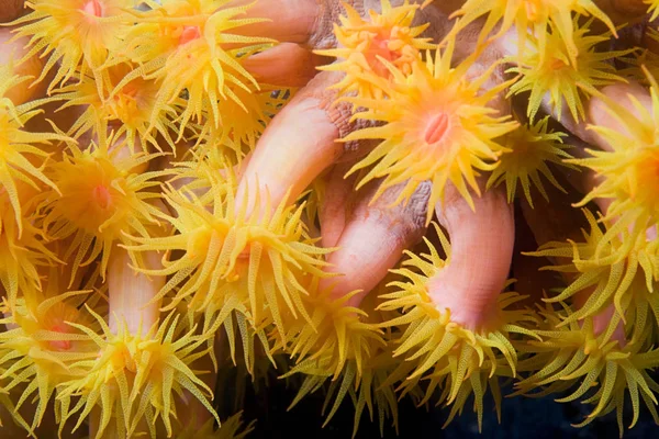 Close Van Stapel Zeeanemonen Rij Geplaatst — Stockfoto