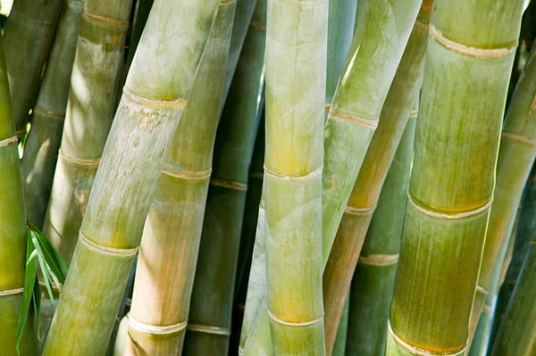 Närbild Grön Bambu Växt — Stockfoto