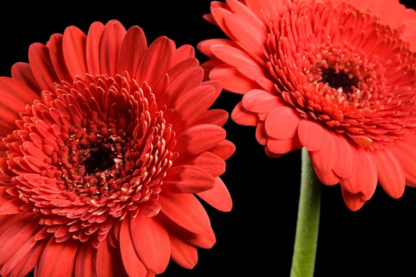 Two Red Gerbera Flowers Black Background — Stock Photo, Image