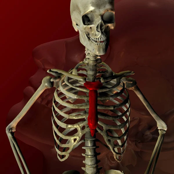 Zbliżenie Szkielet Pod Spodem Ciała Człowieka — Zdjęcie stockowe