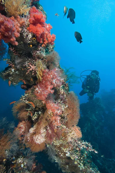 Nadando Buceador Con Cara Oscurecida Arrecife Coral — Foto de Stock