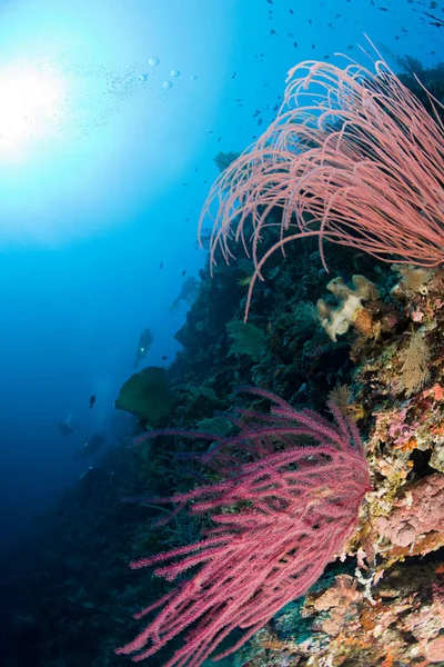 Vista Primer Plano Del Arrecife Coral Buceador Con Cara Oscurecida — Foto de Stock