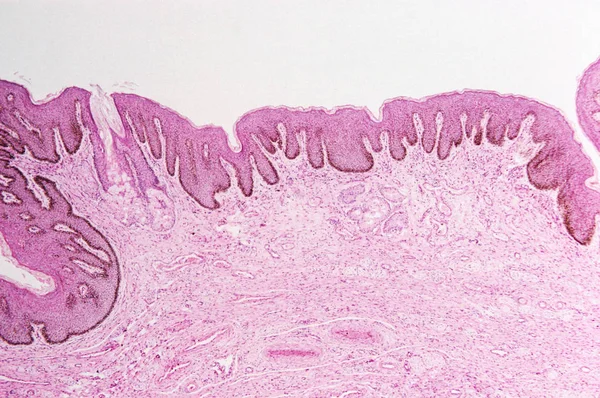 Высоким Увеличением Микроскопический Вид Половых Губ Минус — стоковое фото