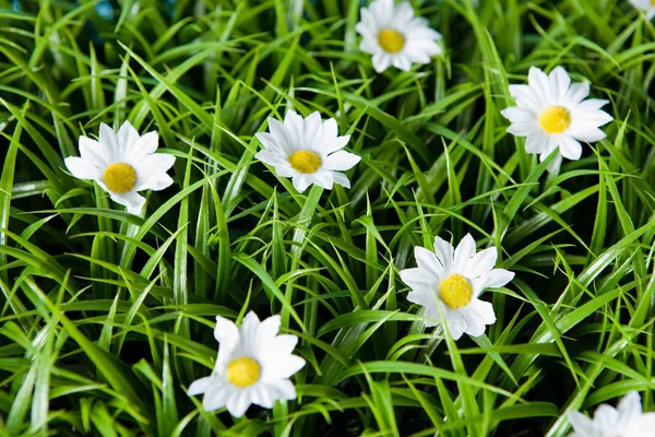 Elevated View Lots Fake Daisies — Stock Photo, Image