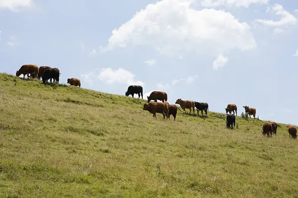 日间放牧的奶牛群 — 图库照片