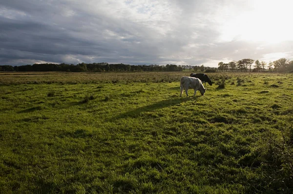 Vacas Que Pastam Campo Durante Dia — Fotografia de Stock