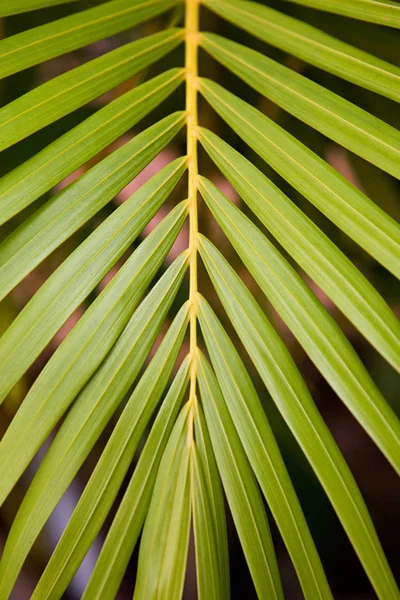Gros Plan Feuille Palmier Sur Branche Avec Fond Flou — Photo