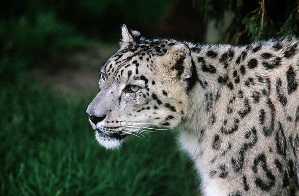 Leopardo Nieve Caminando Prado — Foto de Stock