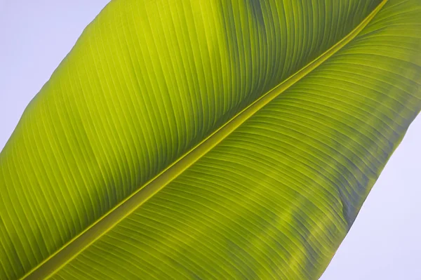 Vue Rapprochée Vert Vif Grande Feuille Banane Sur Fond Couleur — Photo