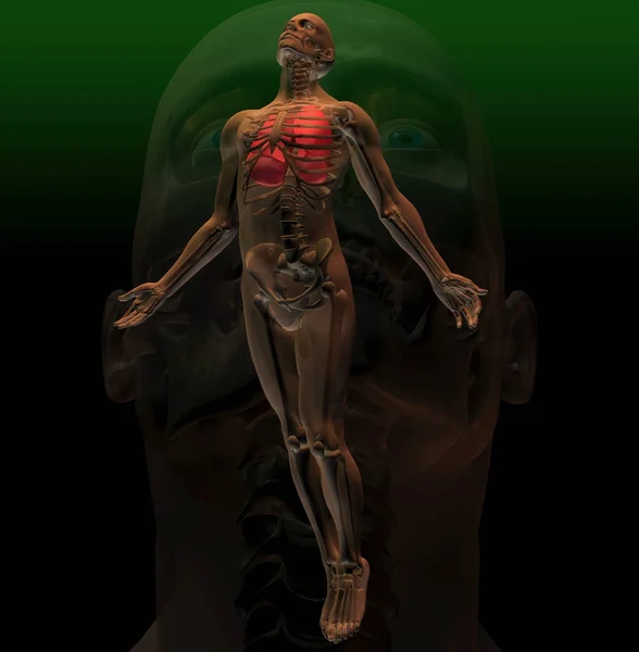 Teljes Hossza Férfi Csontváz Hangsúlyt Fektetve Tüdő Sötét Háttér — Stock Fotó