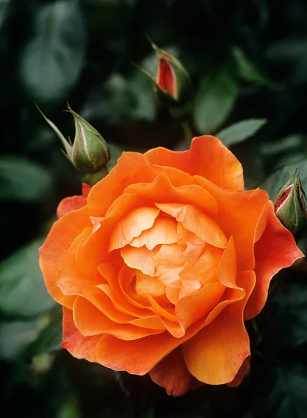 Orange Rose Buds Top View — Stock Photo, Image