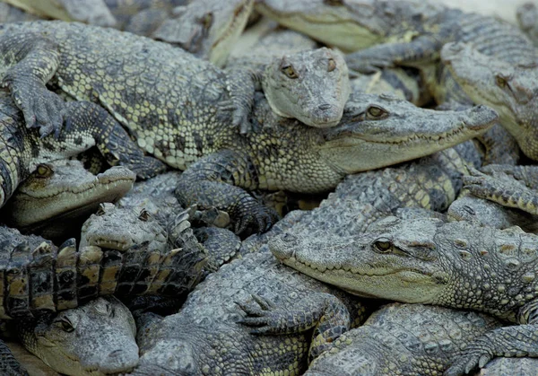 Hög Vinkel Syn Högen Krokodil Barn — Stockfoto