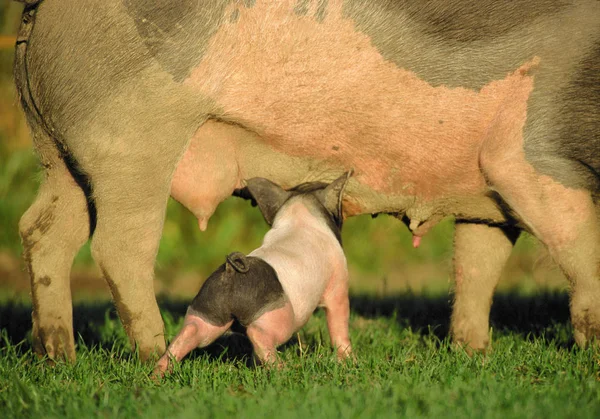 Immagine Ritagliata Maialino Fangoso Che Succhia Latte Dai Capezzoli Maiale — Foto Stock