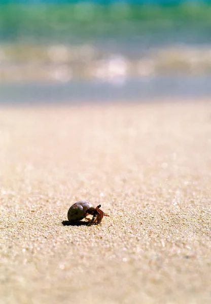 Petit Crabe Avec Coquille Sur Sable Plage — Photo