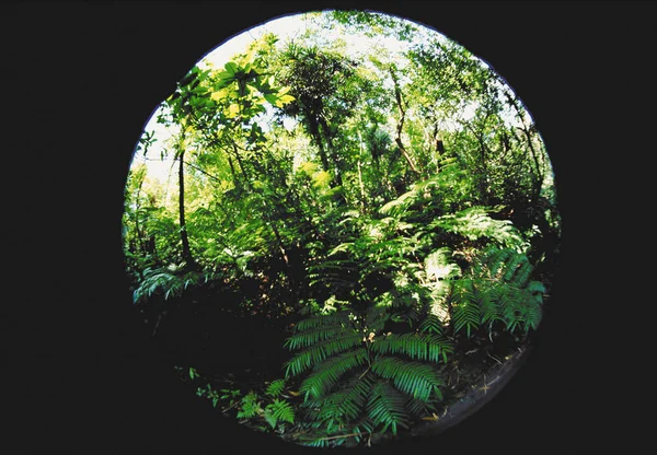 Forêt Tropicale Verte Avec Effet Oeil Poisson — Photo