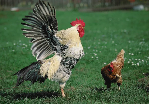 Vista Lateral Del Gallo Gallina Pradera Verde Con Fondo Borroso — Foto de Stock