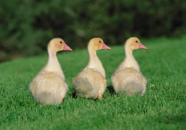 Rückansicht Von Drei Gelben Entchen Die Auf Einer Grünen Wiese — Stockfoto