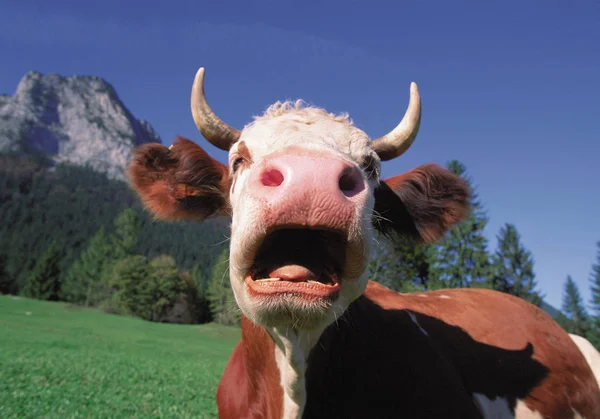 Vue Rapprochée Vache Bâillante Avec Montagne Ciel Arrière Plan — Photo