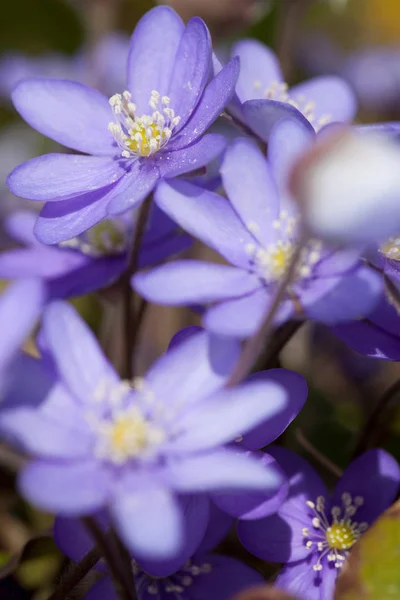 紫色の花の終わり — ストック写真