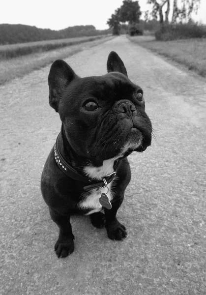 Zbliżenie Mały Czarny Bulldog Siedząc Asfalt Pola Tle — Zdjęcie stockowe