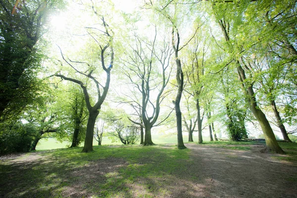 Vista Baixo Ângulo Árvores Longo Caminho Sujeira Floresta — Fotografia de Stock