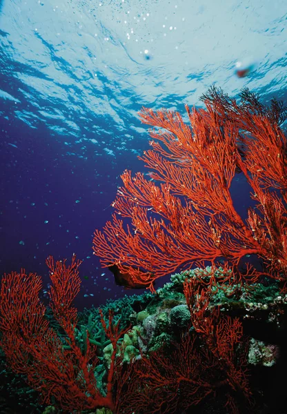 Červené Korály Pozadí Modré Bubliny Vzduchu Vody — Stock fotografie