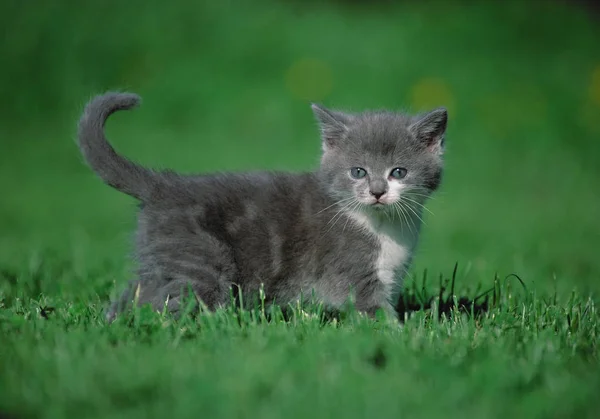 흐리게 잔디에 고양이 — 스톡 사진