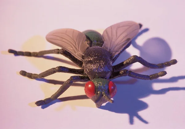 Close View Fly Fake White Surface Shadow — Stock Photo, Image